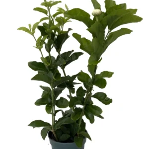 Grand Duke of Tuscany - Arabian Jasmine Plants Live - Triple Bloom- 4