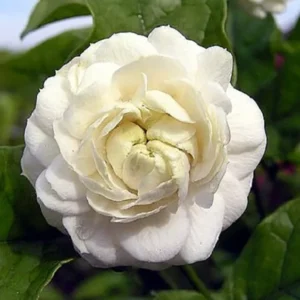 Grand Duke of Tuscany - Arabian Jasmine Plants Live - Triple Bloom- 4