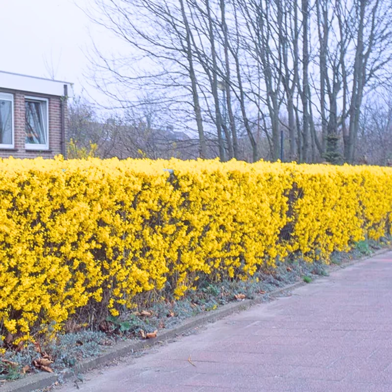 Forsythia Shrubs Bareroots - 10 Lynwood Gold Forsythia Plants 12-18 Inch Tall with Bright Yellow Flowers for Landscaping