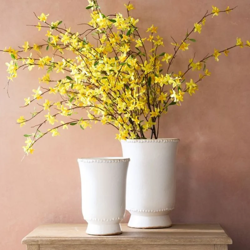 Forsythia Shrubs Bareroots - 10 Lynwood Gold Forsythia Plants 12-18 Inch Tall with Bright Yellow Flowers for Landscaping