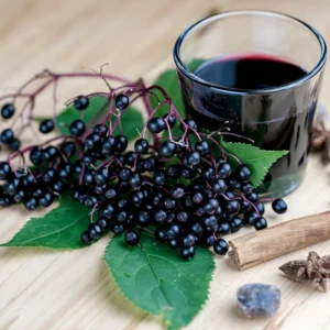 2 Elderberry Trees Live Plant 6-12 Inch Tall - American Black Elderberry Bush for Outdoor Gardens, Fast-Growing Fruit Plant