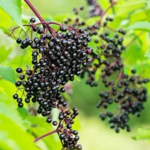 2 Elderberry Trees Live Plant 6-12 Inch Tall - American Black Elderberry Bush for Outdoor Gardens, Fast-Growing Fruit Plant
