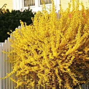 Forsythia Plants Live - 10-Pack Lynwood Gold Forsythia Bareroot Shrubs, 12-18 Inch Tall Yellow Flowering Bushes