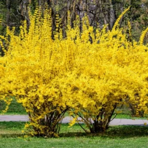 5 Lynwood Gold Forsythia Bush Live, Forsythia Plants Live Bareroots 12-18 Inch Tall, Forsythia Shrubs with Yellow Blooms