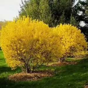 Forsythia Plants Live - 10-Pack Lynwood Gold Forsythia Bareroot Shrubs, 12-18 Inch Tall Yellow Flowering Bushes