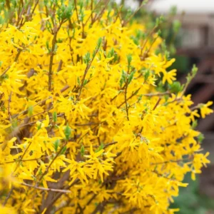 5 Lynwood Gold Forsythia Bush Live, Forsythia Plants Live Bareroots 12-18 Inch Tall, Forsythia Shrubs with Yellow Blooms