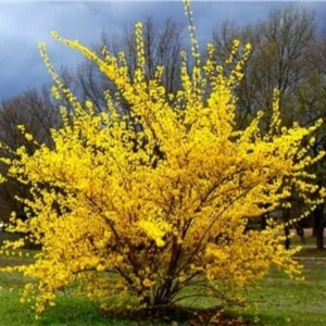 Forsythia Shrubs Bareroots - 10 Lynwood Gold Forsythia Plants 12-18 Inch Tall with Bright Yellow Flowers for Landscaping