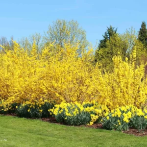 Forsythia Plants Live - 10-Pack Lynwood Gold Forsythia Bareroot Shrubs, 12-18 Inch Tall Yellow Flowering Bushes