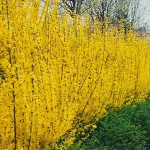 Forsythia Plants Live - 10-Pack Lynwood Gold Forsythia Bareroot Shrubs, 12-18 Inch Tall Yellow Flowering Bushes
