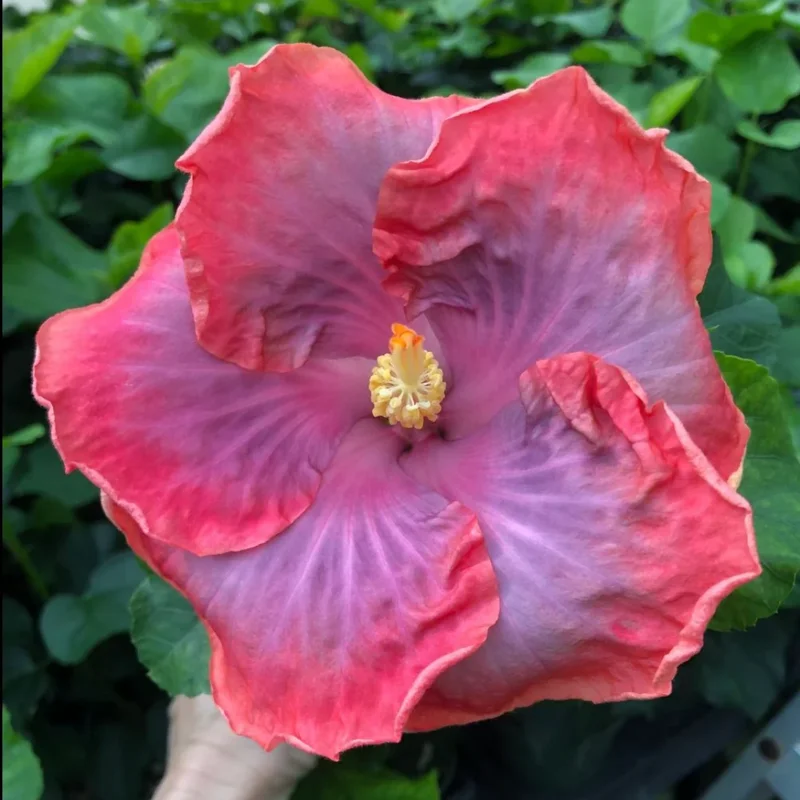Hibiscus Live Plant, Hardy Hibiscus Tree, 7 to 10 Inch Tall, Vibrant Flowering Perennial for Garden Planting
