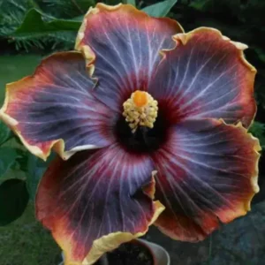 Hibiscus Live Plant, Hardy Hibiscus Tree, 7 to 10 Inch Tall, Vibrant Flowering Perennial for Garden Planting