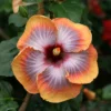 Hibiscus Live Plant, Hardy Hibiscus Tree, 7 to 10 Inch Tall, Vibrant Flowering Perennial for Garden Planting