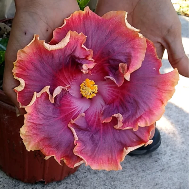 Hibiscus Live Plant, Hardy Hibiscus Tree, 7 to 10 Inch Tall, Vibrant Flowering Perennial for Garden Planting