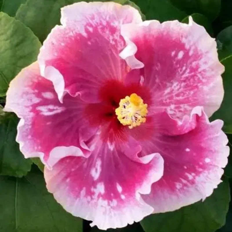 Hibiscus Live Plant, Hardy Hibiscus Tree, 7 to 10 Inch Tall, Vibrant Flowering Perennial for Garden Planting