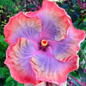Hibiscus Plants Live, Hardy Hibiscus Tree, 7 to 10 Inch Tall Live Plant, Perennial Flowering Hibiscus for Outdoor Planting