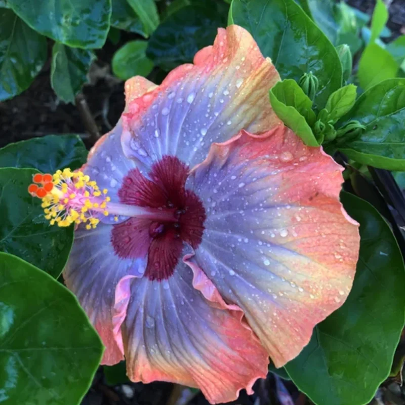 Hibiscus Plants Live, Hardy Hibiscus Tree, 7 to 10 Inch Tall Live Plant, Perennial Flowering Hibiscus for Outdoor Planting