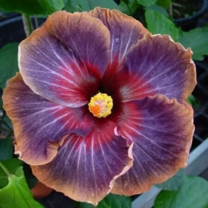 Hibiscus Plants Live, Hardy Hibiscus Tree, 7 to 10 Inch Tall Live Plant, Perennial Flowering Hibiscus for Outdoor Planting