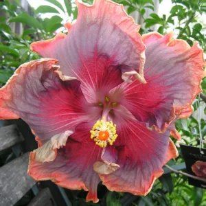 Hibiscus Plants Live, Hardy Hibiscus Tree, 7 to 10 Inch Tall Live Plant, Perennial Flowering Hibiscus for Outdoor Planting