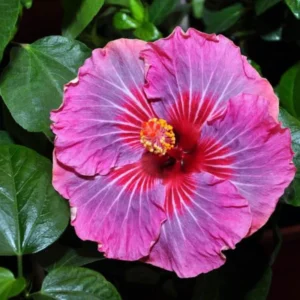 Hibiscus Plants Live, Hardy Hibiscus Tree, 7 to 10 Inch Tall Live Plant, Perennial Flowering Hibiscus for Outdoor Planting