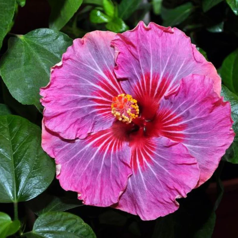 Hibiscus Plants Live, Hardy Hibiscus Tree, 7 to 10 Inch Tall Live Plant, Perennial Flowering Hibiscus for Outdoor Planting