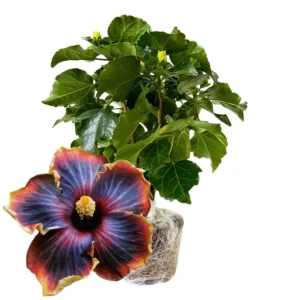 Live Hibiscus Plant, Hardy Vodoo Queen Hibiscus Tree, Perennial Flowering Plant, 7 to 10 Inch Tall, Perfect for Outdoor Gardens