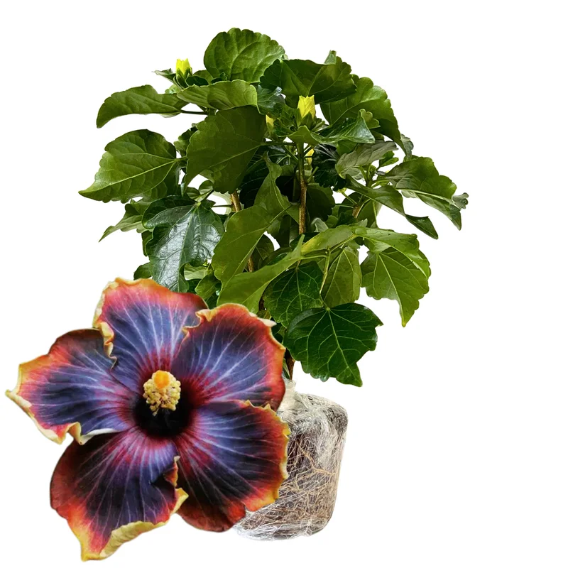 Live Hibiscus Plant, Hardy Vodoo Queen Hibiscus Tree, Perennial Flowering Plant, 7 to 10 Inch Tall, Perfect for Outdoor Gardens