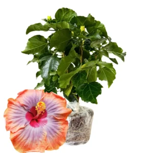 Live Hibiscus Plant, Hardy Vodoo Queen Hibiscus Tree, Perennial Flowering Plant, 7 to 10 Inch Tall, Perfect for Outdoor Gardens