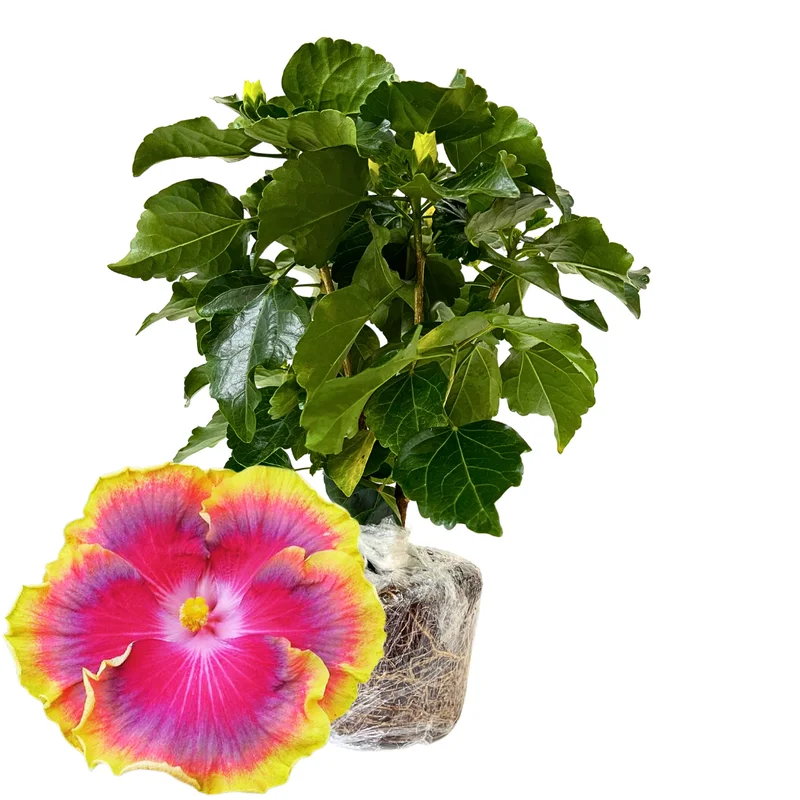 Live Hibiscus Plant, Hardy Vodoo Queen Hibiscus Tree, Perennial Flowering Plant, 7 to 10 Inch Tall, Perfect for Outdoor Gardens