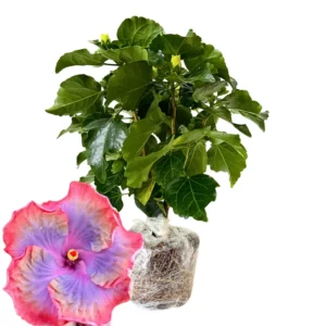 Live Hibiscus Plant, Hardy Vodoo Queen Hibiscus Tree, Perennial Flowering Plant, 7 to 10 Inch Tall, Perfect for Outdoor Gardens