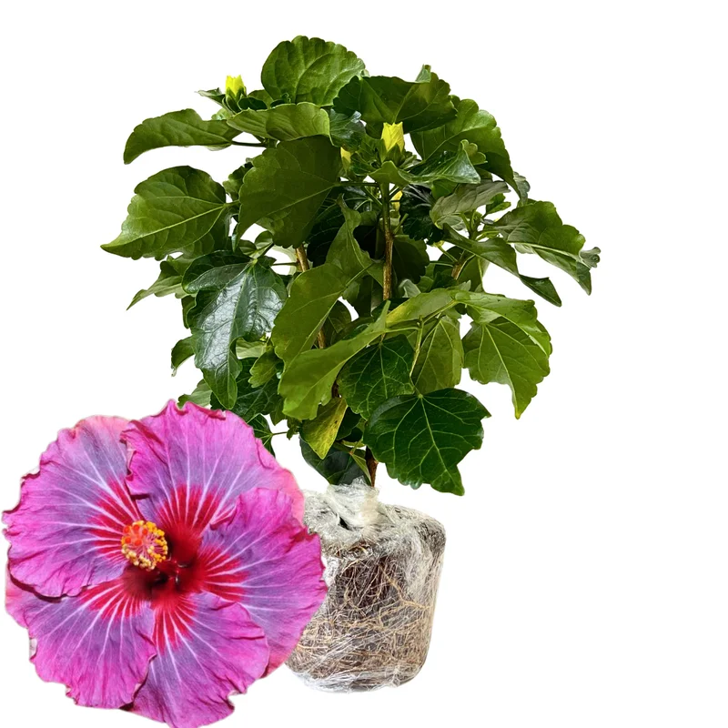 Live Hibiscus Plant, Hardy Vodoo Queen Hibiscus Tree, Perennial Flowering Plant, 7 to 10 Inch Tall, Perfect for Outdoor Gardens