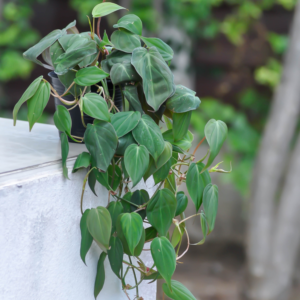 Philodendron Micans, Philodendron Micans Live Plant, Philodendron Micans Velvet Leaf Plant From 4 To 6 Inches Tall No Pot