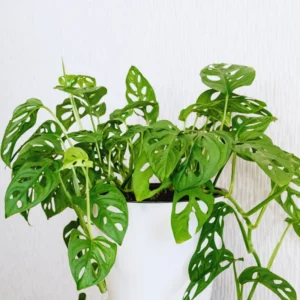 2 Swiss Cheese Plants - Monstera Adansonii Plants Live - 2.5