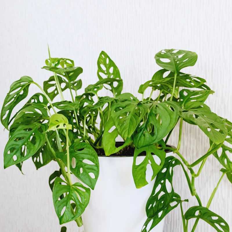 2 Swiss Cheese Plants - Monstera Adansonii Plants Live - 2.5" Pot