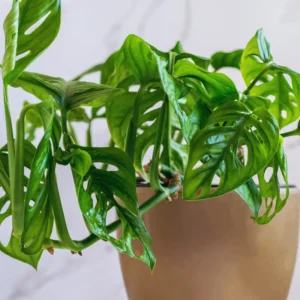 2 Swiss Cheese Plants - Monstera Adansonii Plants Live - 2.5