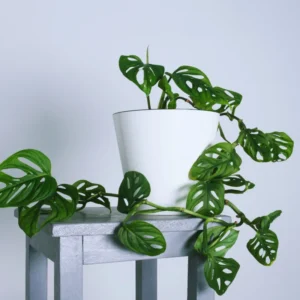 2 Swiss Cheese Plants - Monstera Adansonii Plants Live - 2.5