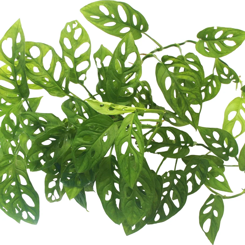 2 Swiss Cheese Plants - Monstera Adansonii Plants Live - 2.5" Pot