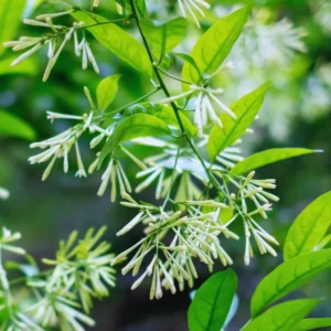 Night Blooming Jasmine Plants Live, 4'' Pot, Live Jasmine Vine Plant