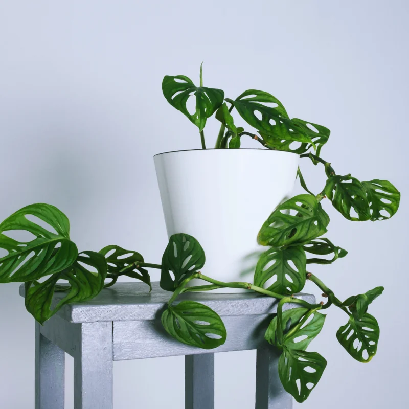 Set 3 of Monstera Adansonii Plants Live, Swiss Cheese Plants, 2.5 Inches Potted, House Plants Live