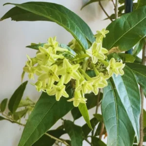 Night Blooming Jasmine Plants Live, 4'' Pot, Live Jasmine Vine Plant