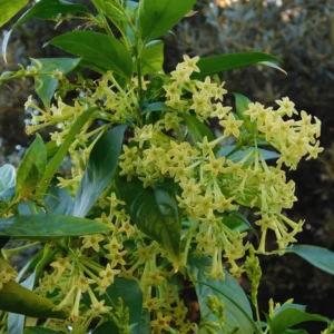 Night Blooming Jasmine Plants Live, 4'' Pot, Live Jasmine Vine Plant