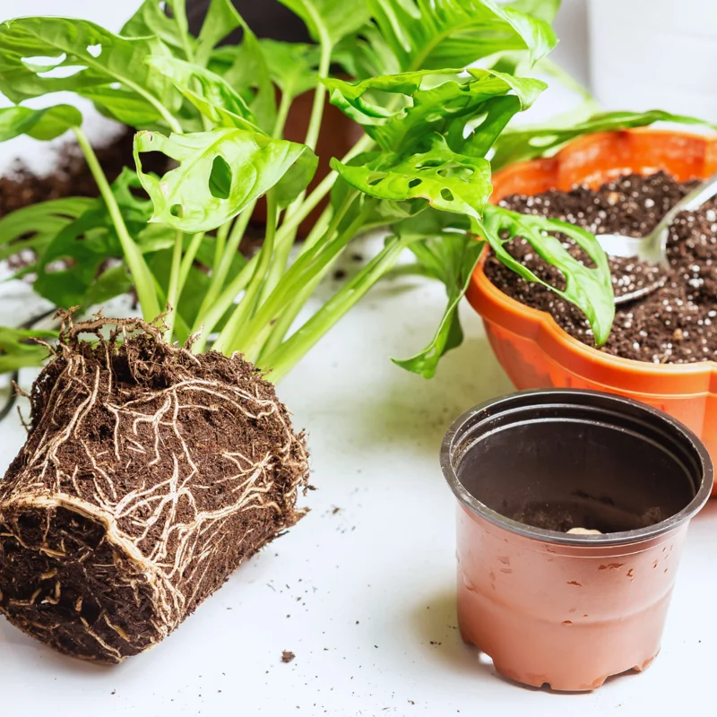 Set 3 of Monstera Adansonii Plants Live, Swiss Cheese Plants, 2.5 Inches Potted, House Plants Live