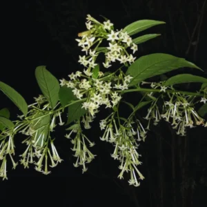 2 Plants, Night Blooming Jasmine Plant Pot, 5 to 7 Inches Tall, Fragrant Jasmine Plant Live