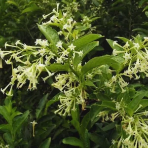 2 Plants, Night Blooming Jasmine Plant Pot, 5 to 7 Inches Tall, Fragrant Jasmine Plant Live