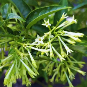 2 Plants, Night Blooming Jasmine Plant Pot, 5 to 7 Inches Tall, Fragrant Jasmine Plant Live