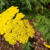 Yellow Yarrow Plant, Achillea Yarrow Plant Live, Quart Pot, Yarrow Flower Plant