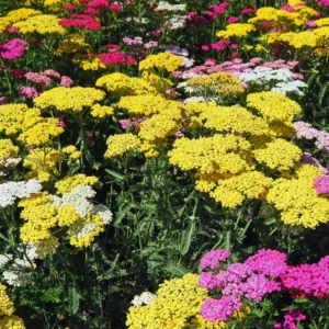 Yellow Yarrow Plant, Achillea Yarrow Plant Live, Quart Pot, Yarrow Flower Plant