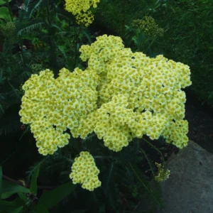 Achillea Yarrow Plants Live, 4 to 6 Inches Tall, Yarrow Flower Plant for Your Garden