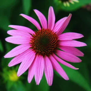 Purple Echinacea Coneflower Plant Live, Echinacea Plant in Quart Pot, Planting Indoor Or Outdoor