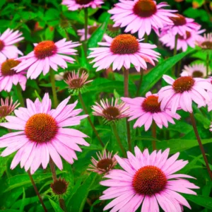 Purple Echinacea Coneflower Plant Live, Echinacea Plant in Quart Pot, Planting Indoor Or Outdoor