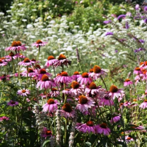 Purple Echinacea Coneflower Plant Live, Echinacea Plant in Quart Pot, Planting Indoor Or Outdoor